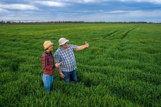 Two generations farmers are standing in their barley field and examining crops.