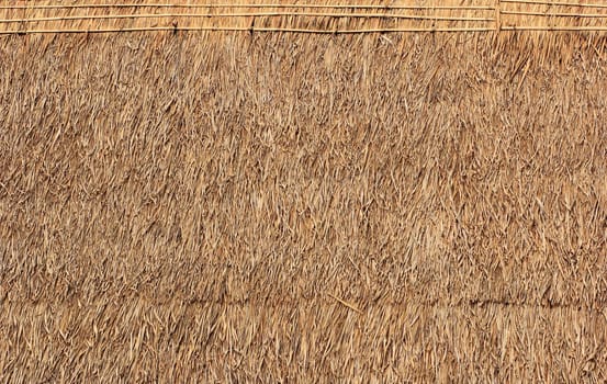 hay or dry grass background