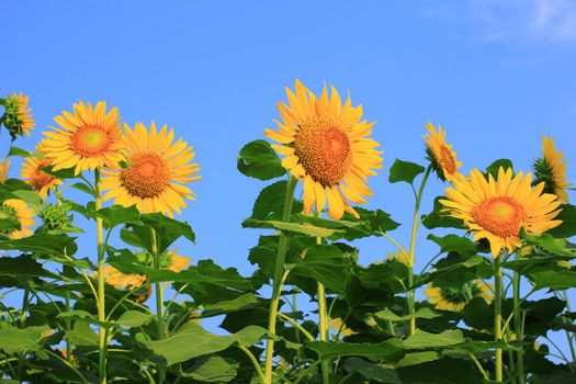 sunflowers at the field in summer