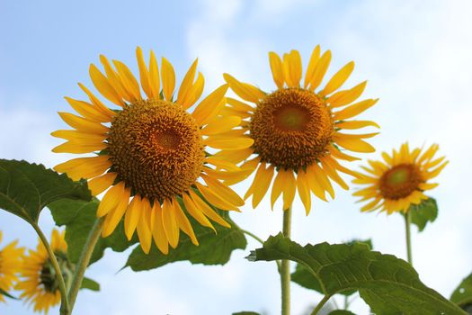 sunflowers at the field in summer