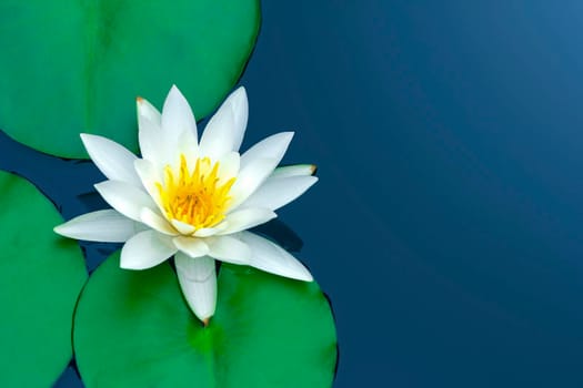 White lotus with green leaves on blue water.