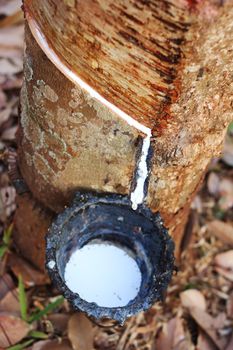 Latex flows from para rubber tree