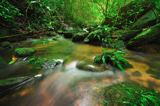 Babbling Brook in Green Forest
