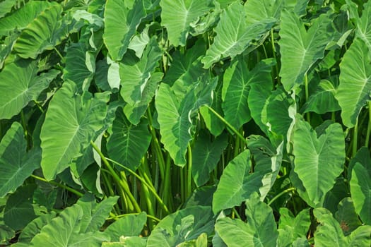 Giant taro plant in lush jungle