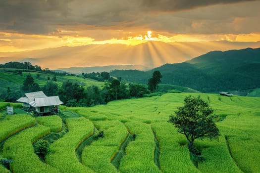 Rice field on the mountain with background lighting in the evening. "Pah Pong Piang" Thailand