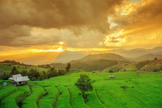Rice field on the mountain with background lighting in the evening. "Pah Pong Piang" Thailand