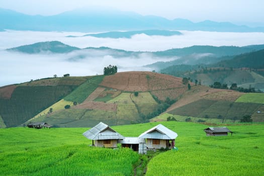 Rice field on the mountain  "Pah Pong Piang" Thailand