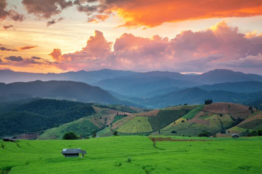 Rice field on the mountain with background lighting in the evening. "Pah Pong Piang" Thailand