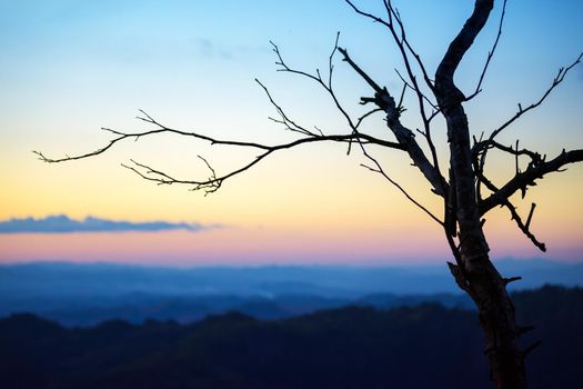 Trees on the horizon cold light