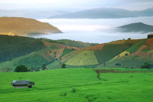 Rice field on the mountain with background lighting in the evening. "Pah Pong Piang" Thailand