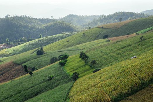 Green Terraced Rice Field in PA bong piang Chiangmai, Thailand
