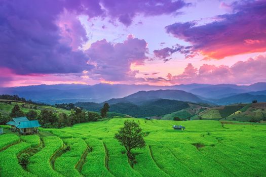 Rice field on the mountain with background lighting in the evening. "Pah Pong Piang" Thailand