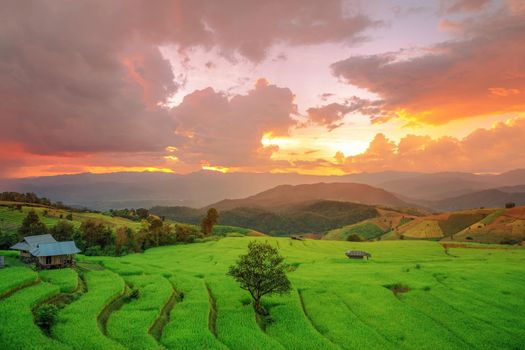Rice field on the mountain with background lighting in the evening. "Pah Pong Piang" Thailand