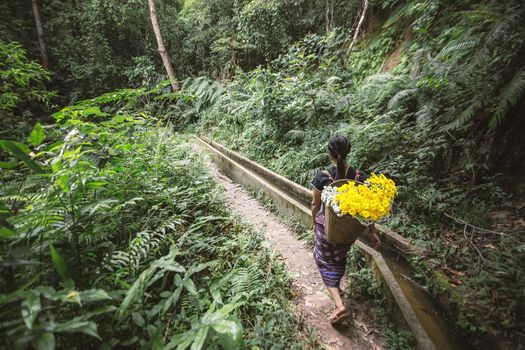 Chiang Mai,Oct 17: Indigenous women picking flowers planted on him.
At Ban Mae Klang Luang, Chiang Mai, Thailand. on Oct 17, 2015.