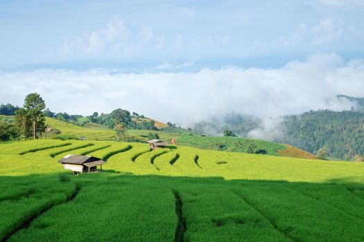 Rice field on the mountain. "Pah Pong Piang" Thailand
