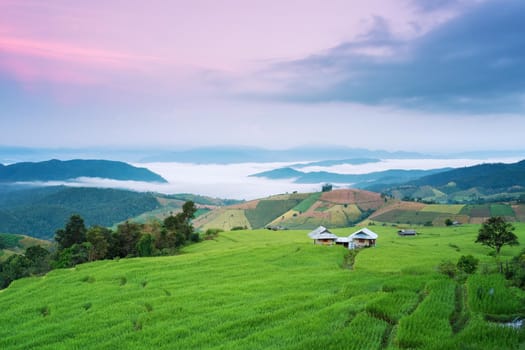 Rice field on the mountain. "Pah Pong Piang" Thailand