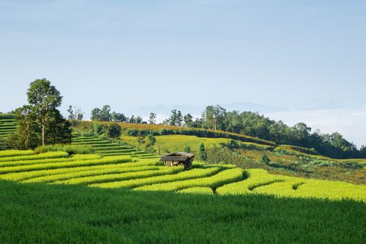 Rice field on the mountain. "Pah Pong Piang" Thailand