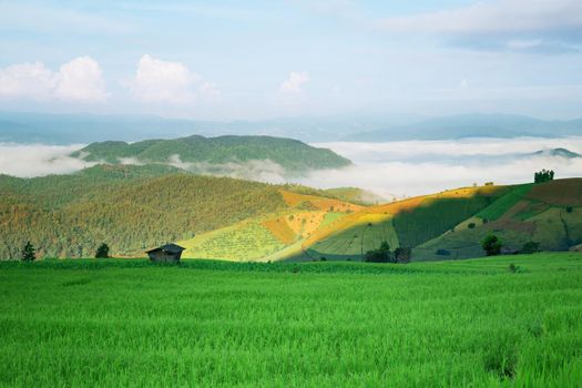 Rice field on the mountain. "Pah Pong Piang" Thailand