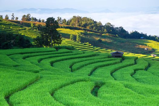 Rice field on the mountain. "Pah Pong Piang" Thailand
