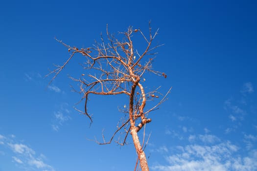Leafless tree There are many branches on a clear day.