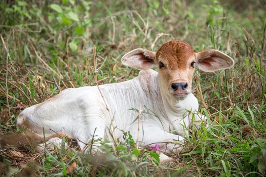 Little Calf resting in a meadow.