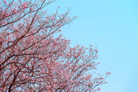Pink Pantip blossom flowers on the tree.