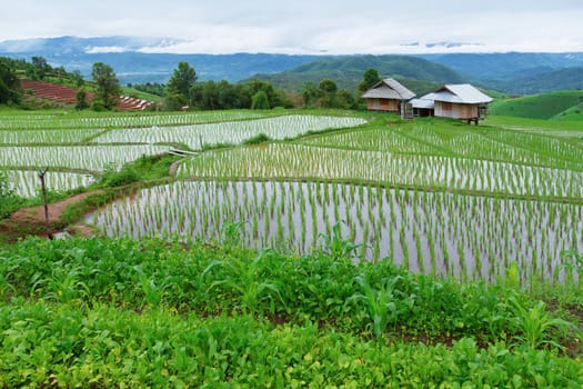 Green Terraced Rice Field in Pa Pong Pieng , Mae Chaem, Chiang Mai, Thailand