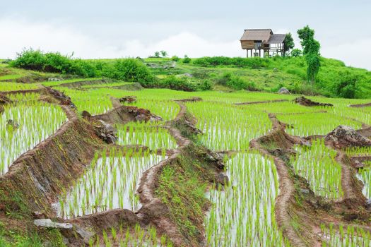 Green Terraced Rice Field in Pa Pong Pieng , Mae Chaem, Chiang Mai, Thailand