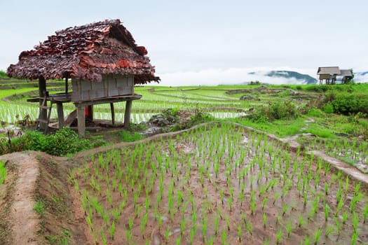 Green Terraced Rice Field in Pa Pong Pieng , Mae Chaem, Chiang Mai, Thailand