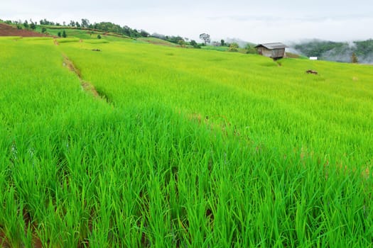 Green Terraced Rice Field in Pa Pong Pieng , Mae Chaem, Chiang Mai, Thailand