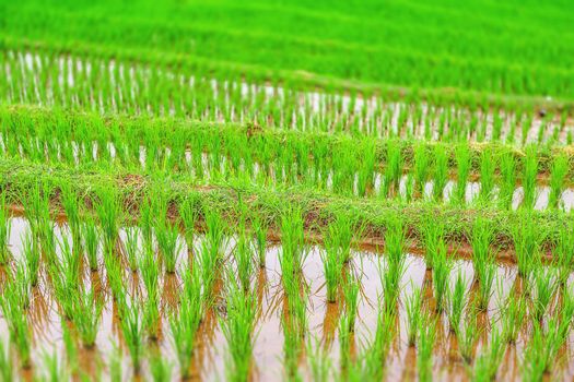 View of young rice Grown in the rainy season