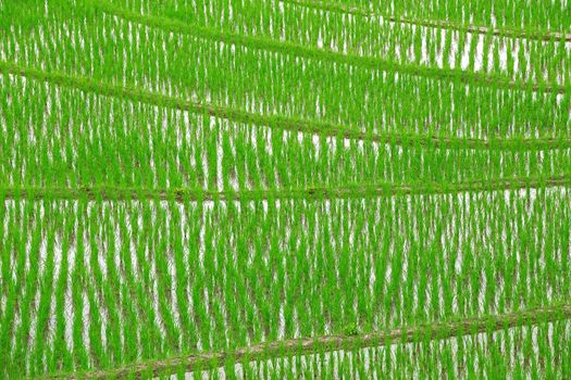 View of young rice Grown in the rainy season