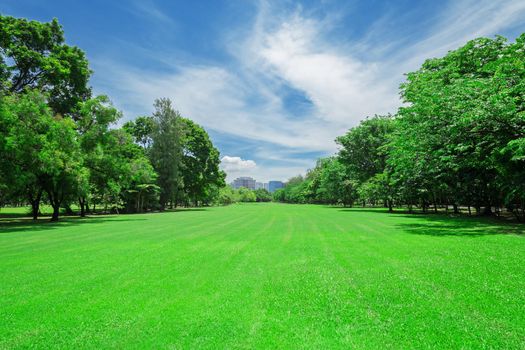 green grass field in big city park