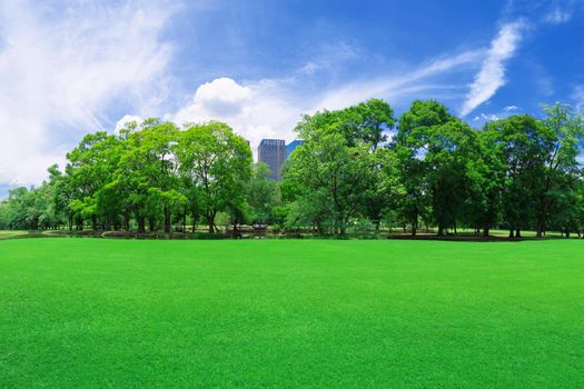 green grass field in big city park