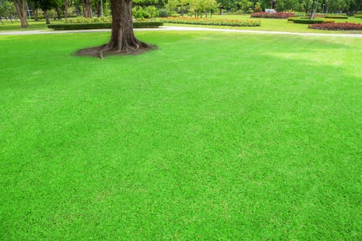 Green lawn with trees in park