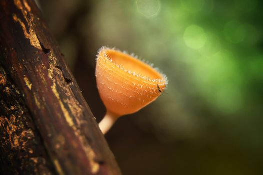 Orange mushroom or Champagne mushroom in rain forest, Thailand.