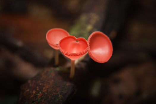 Orange mushroom or Champagne mushroom in rain forest, Thailand.