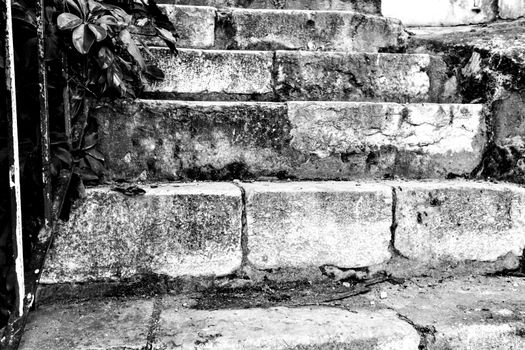 Stone staircase with green plant on the street in Lisbon