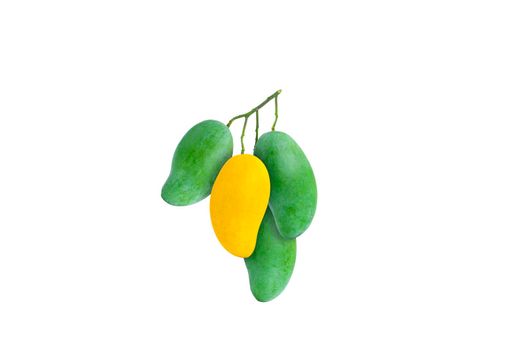 One of yellow ripe mango is in the middle of a cluster of raw mangoes on white background