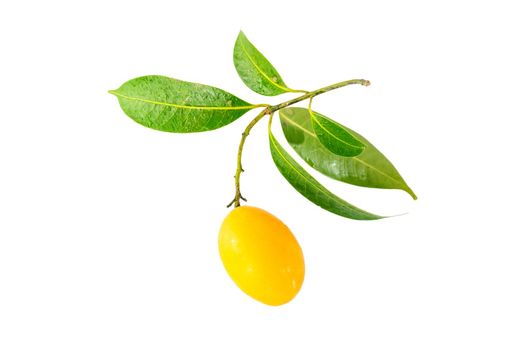 Marian Plum and green leaves in the same bunch isolated on white background