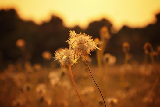 Grass flower with sunset light. vintage filter
