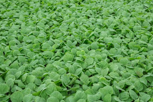 Background of baby kale in nursery tray