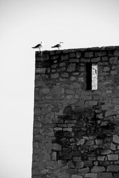 Seagulls on the wall of the Tamarit tower surrounded by salt lagoons in Santa Pola, Alicante, Spain