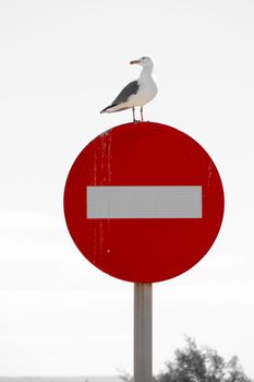Seagull standing on red forbidden signal in the morning in Spain