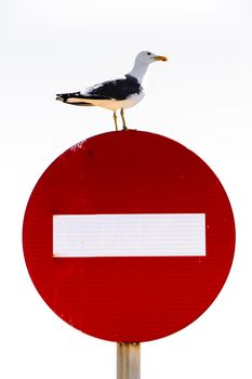 Seagull standing on red forbidden signal in the morning in Spain