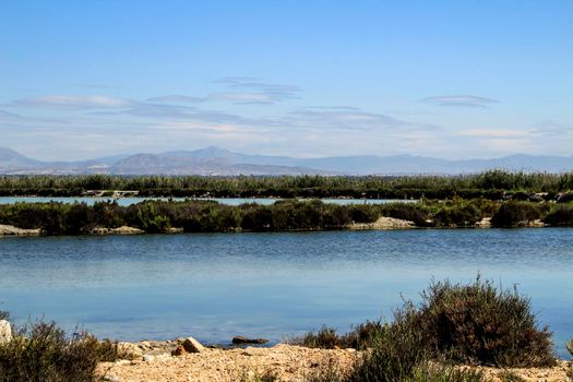 Wetlands of Santa Pola on a sunny day of winter