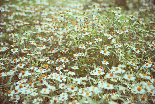 Old picture meadow floral vintage style, Beautiful nature landscape field white flower of Chamomile, Camomile or Chamaemelum Nobile, outdoor flower garden at Summer in Thailand, retro for background