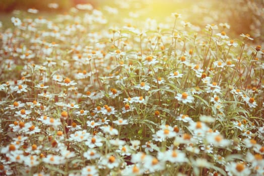 Old picture meadow floral vintage style, Beautiful nature field white flower of Chamomile, Camomile or Chamaemelum Nobile, Summer sunlight at sunset over the outdoor flower garden retro for background