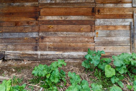 gray dry wooden planks wall suface texture and background.