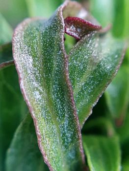 Willow leaves young shoots close-up. Leaf texture. Macro nature.